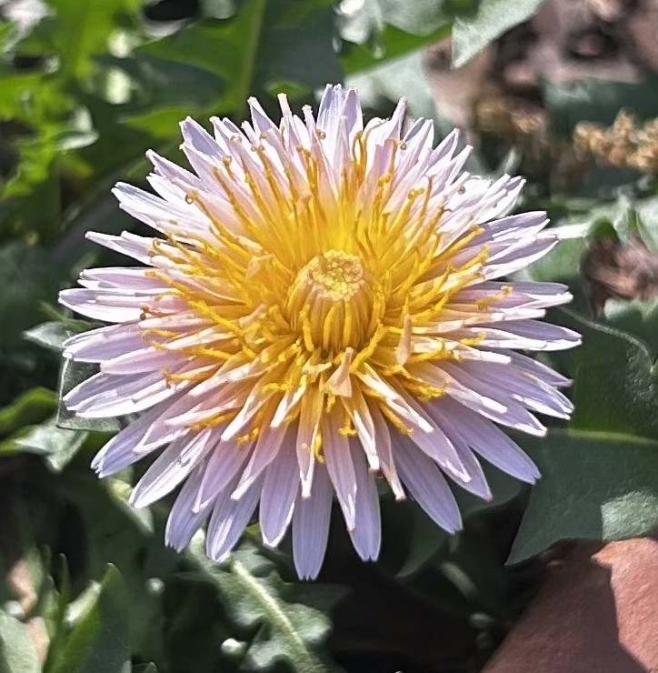 Pink Dandelion 25+ seeds (image for) Pink Dandelion 25+ seeds