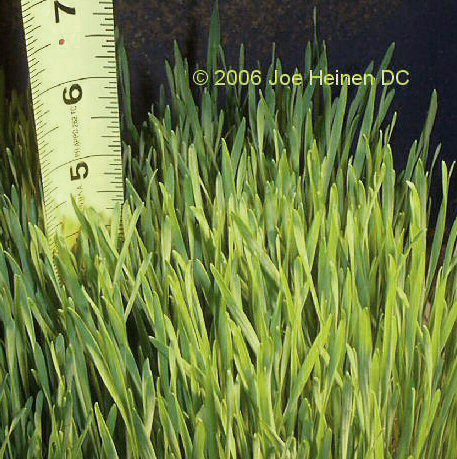 Oat Grass seeds 1 lb (organic) (image for) Oat Grass seeds 1 lb (organic)